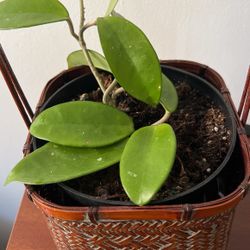 Hoya Carnosa, Pink Flowers, Blooming House Plant