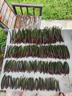 Red Mangrove seeds Saltwater Aquarium Plants Rhizophora Mangle fishtank Mangroves Seed salt water fish tank reef marine freshwater fishtank beach ocea