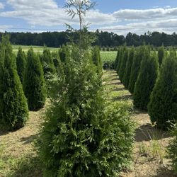 Privacy Tree Sale FREE DELIVERY! Emerald Green & Green Giants 