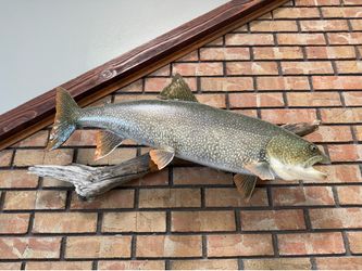 33” lake trout taxidermy