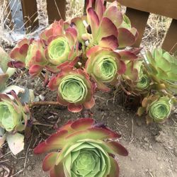 Succulent 