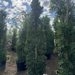 Ficus hedges