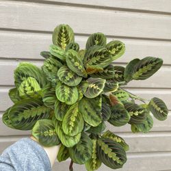 6” Red Maranta