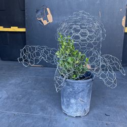 Turtle Topiary With Plant 
