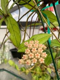 Hoya Crassipetiolata CUTTINGS