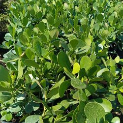 Clusia Privacy Hedge Plants 🌿🌿 3gl $4.50