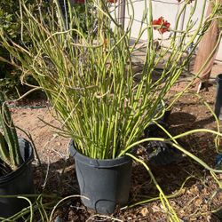 Slipper Flower Plants ( Pedilanthus ) 