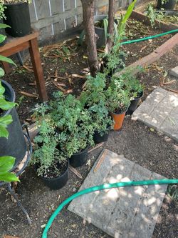 Ruda plants