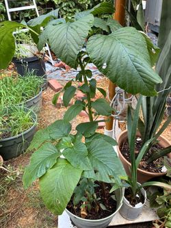 Amaranth spinach , four feet