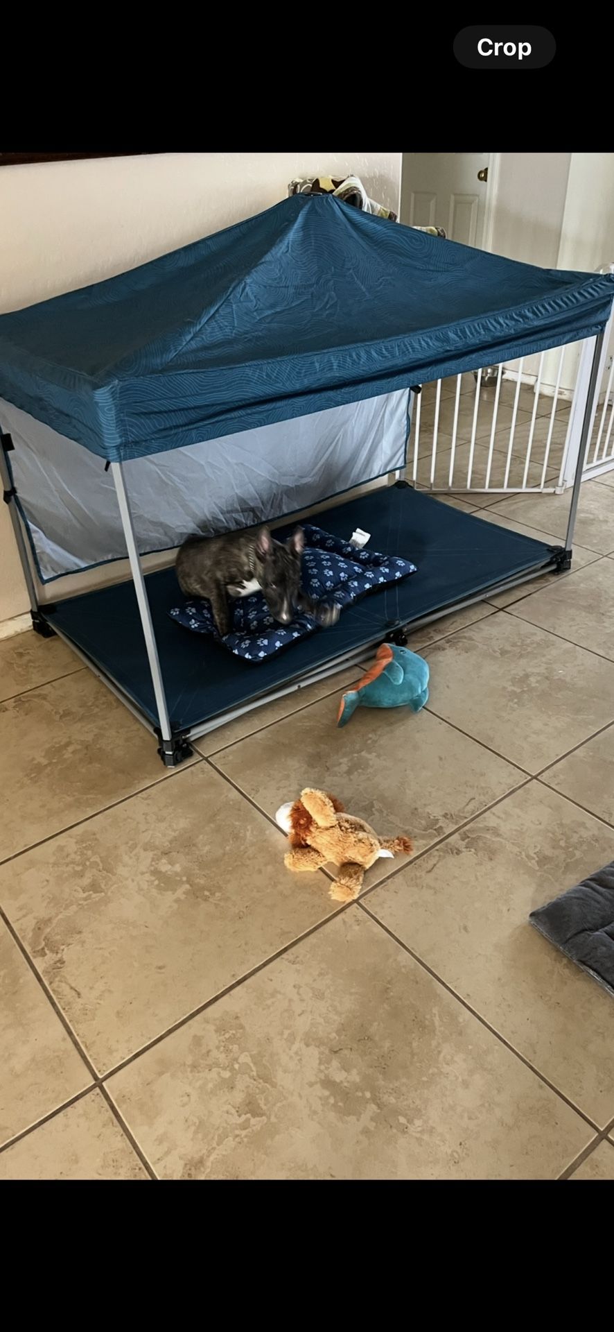 Dog Canopy