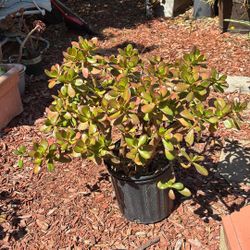 Jade Plant