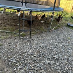 Organic Eggs 