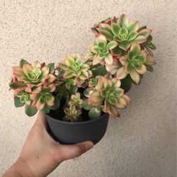 Beautiful Kiwi Aeonium Succulent Plant In Pot