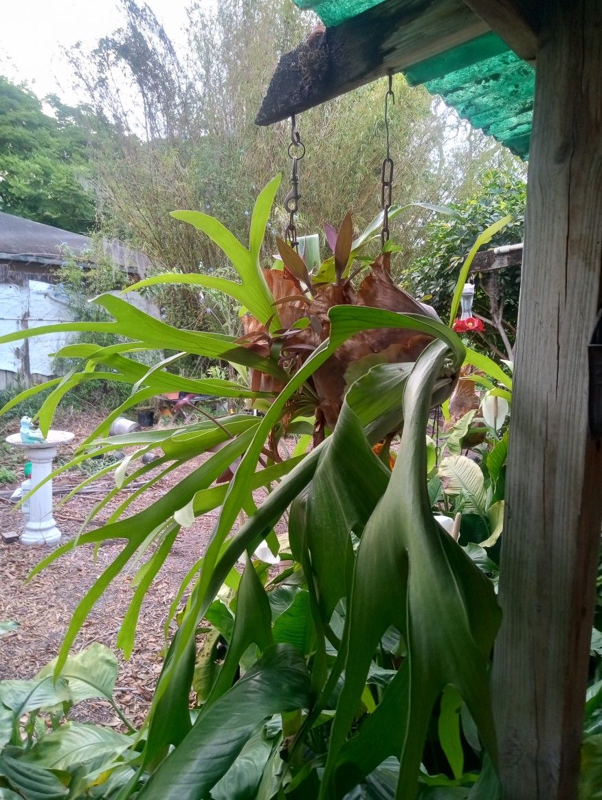 Stag Horn Plant 