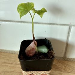 Young Ivy Plant 
