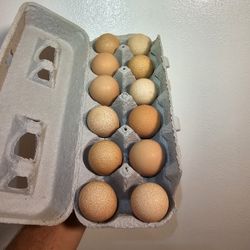 Guinea Fowl Eggs