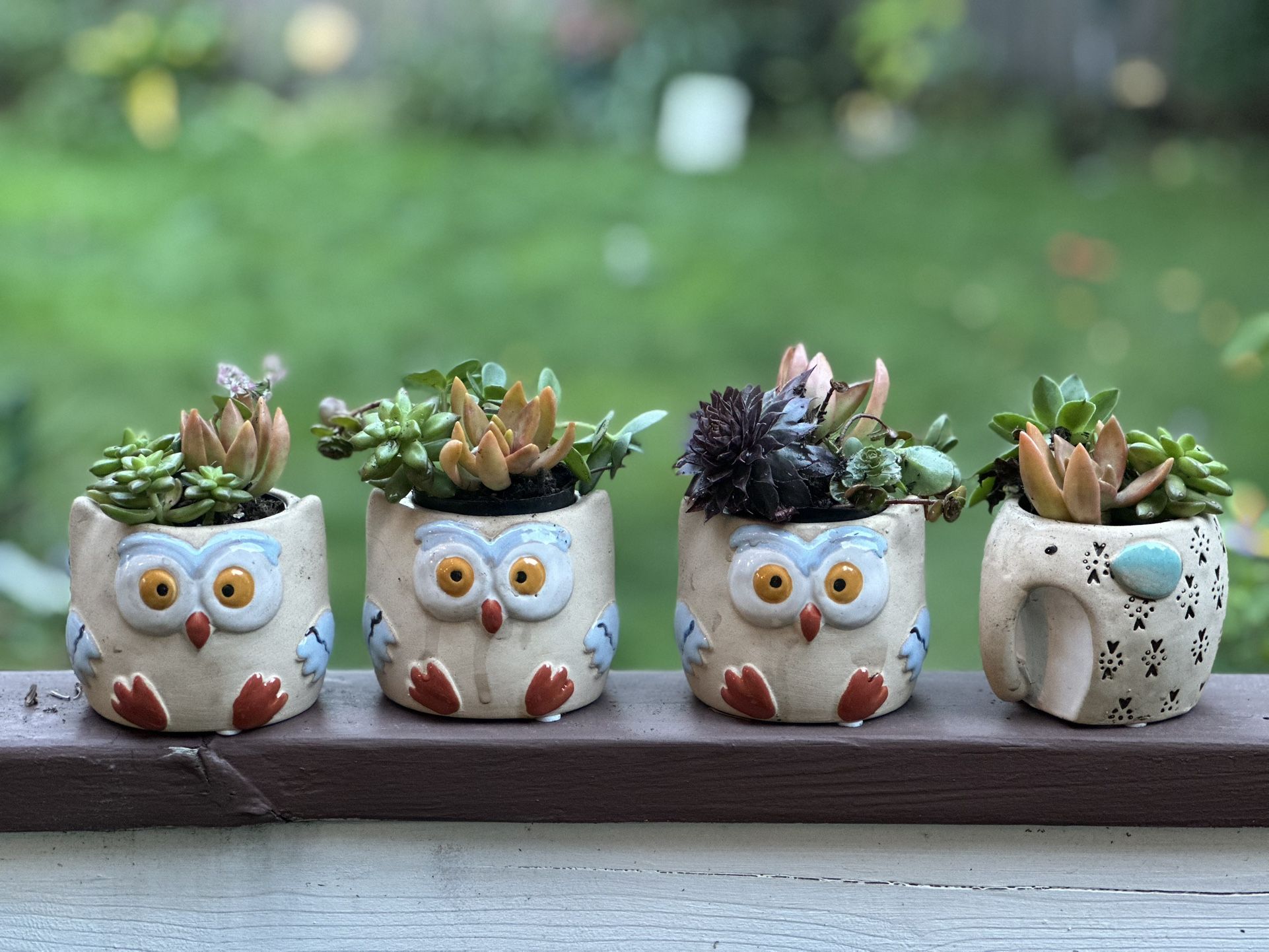 Fall Succulents π