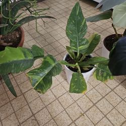 Houseplants: Variegated and Red Fancy Philodendrons