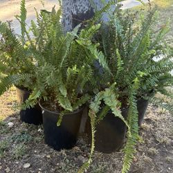 Ferns For Sale 