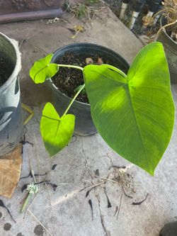 Elephant ear plants
