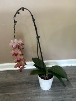 Orchid plant