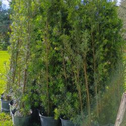 Podocarpus About 7 Feet Tall Instant Primary Hedge For Fence Green Full