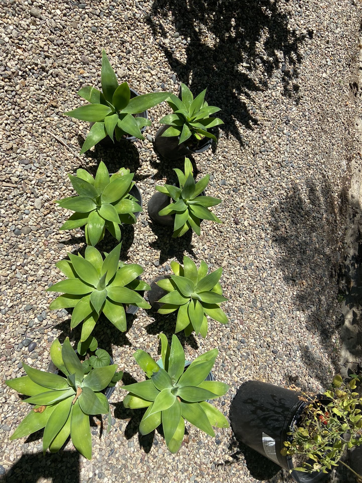 1gal & 5 Gallon Agaves ... Very Drought Tolerant