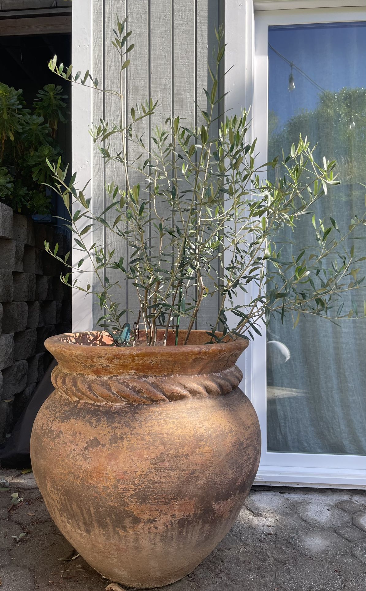 Olive Tree in Large Ceramic Pot