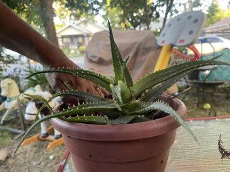 Healthy Aloe Vera