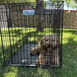 Dog Kennel 