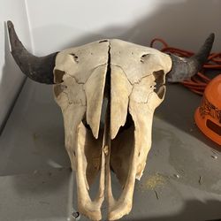 Skull from cattle