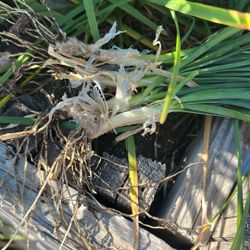 Garlic Chive Plants