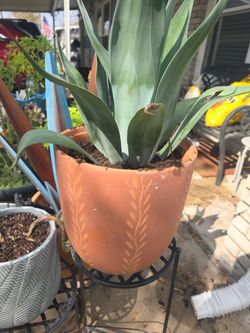 Agave Succulent Plant
