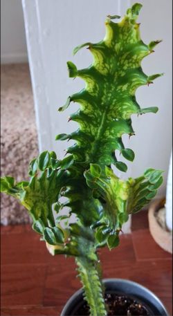 Live Beautiful Euphorbia Trigona Variegated Indoor Houseplants With nursery pots $12