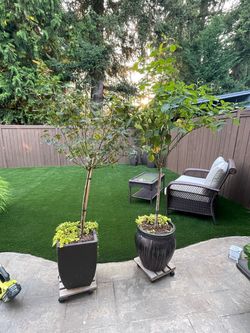 Two rose trees