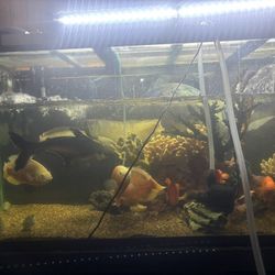 Fish Tank Decoration