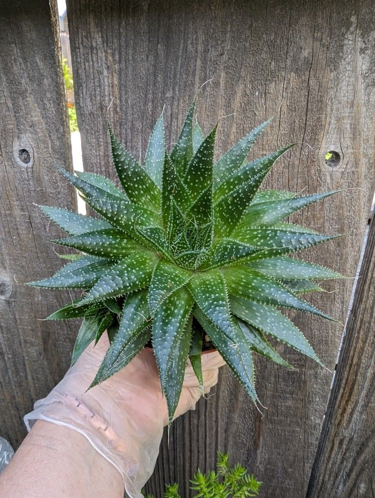 Lace Aloe