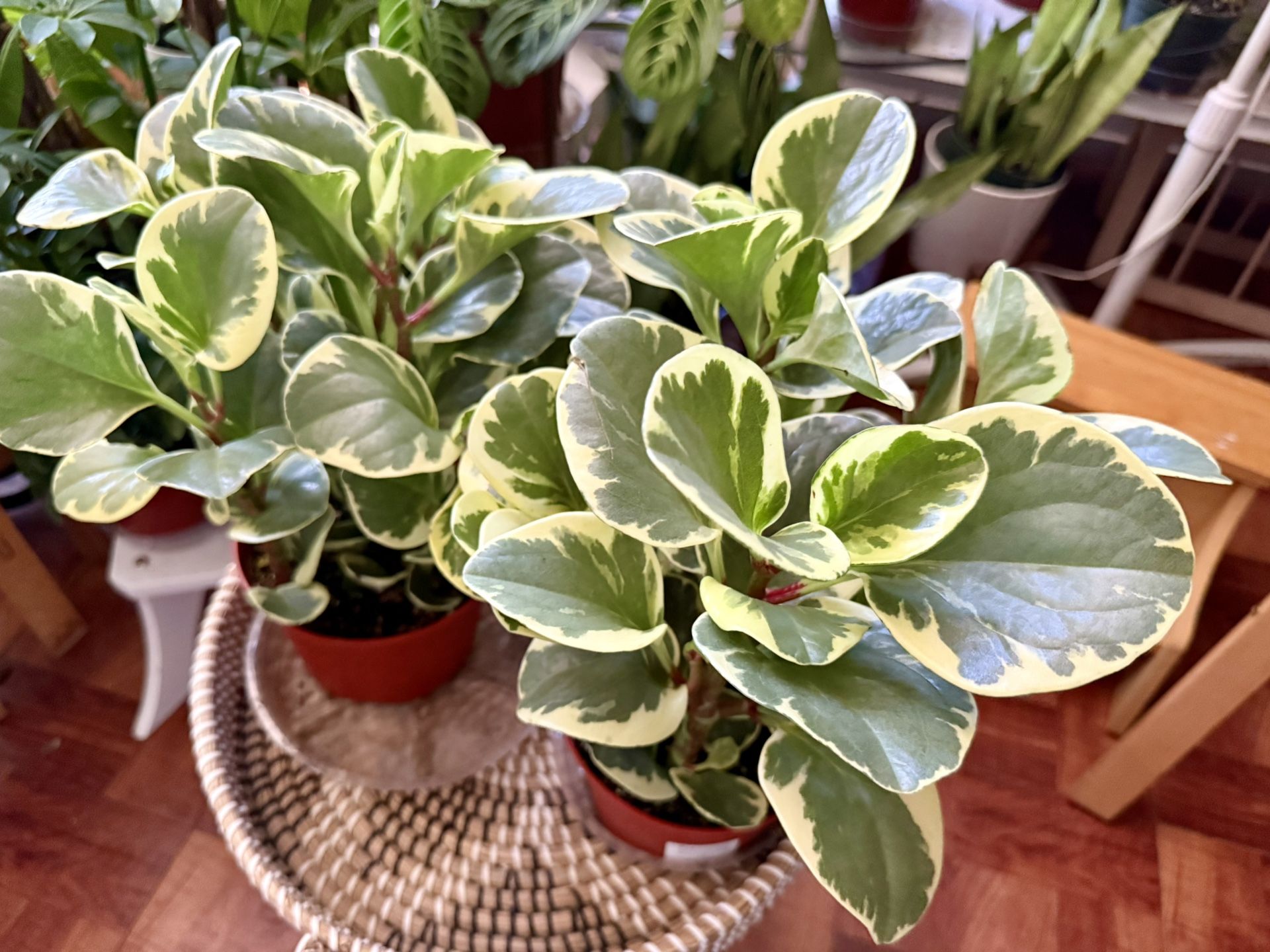Beautiful Marble Pepromia♥️PLS READ DESCRIPTION 