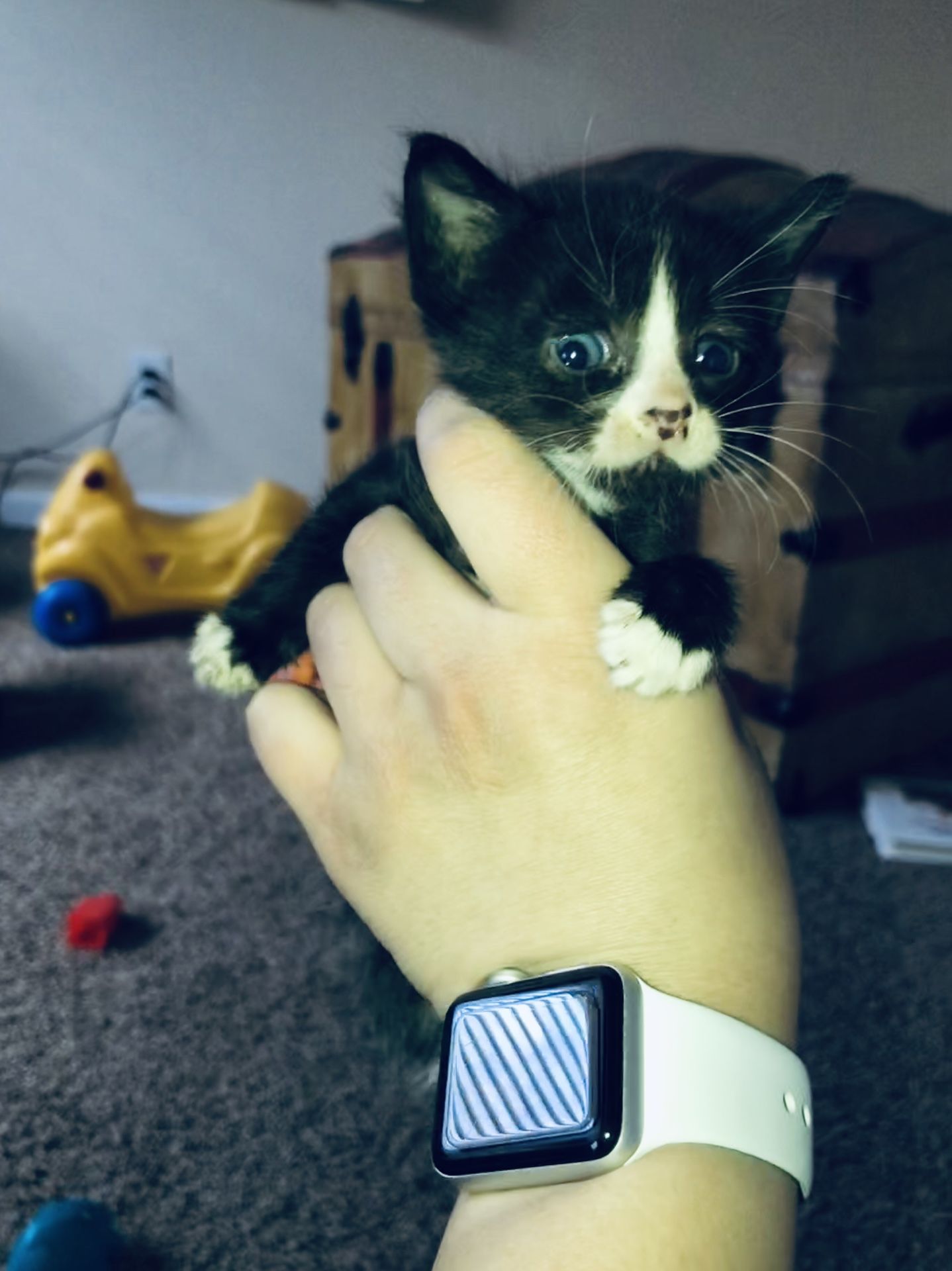 Free kittens