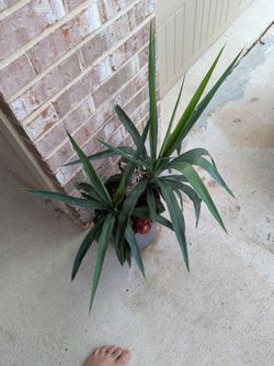 Plant