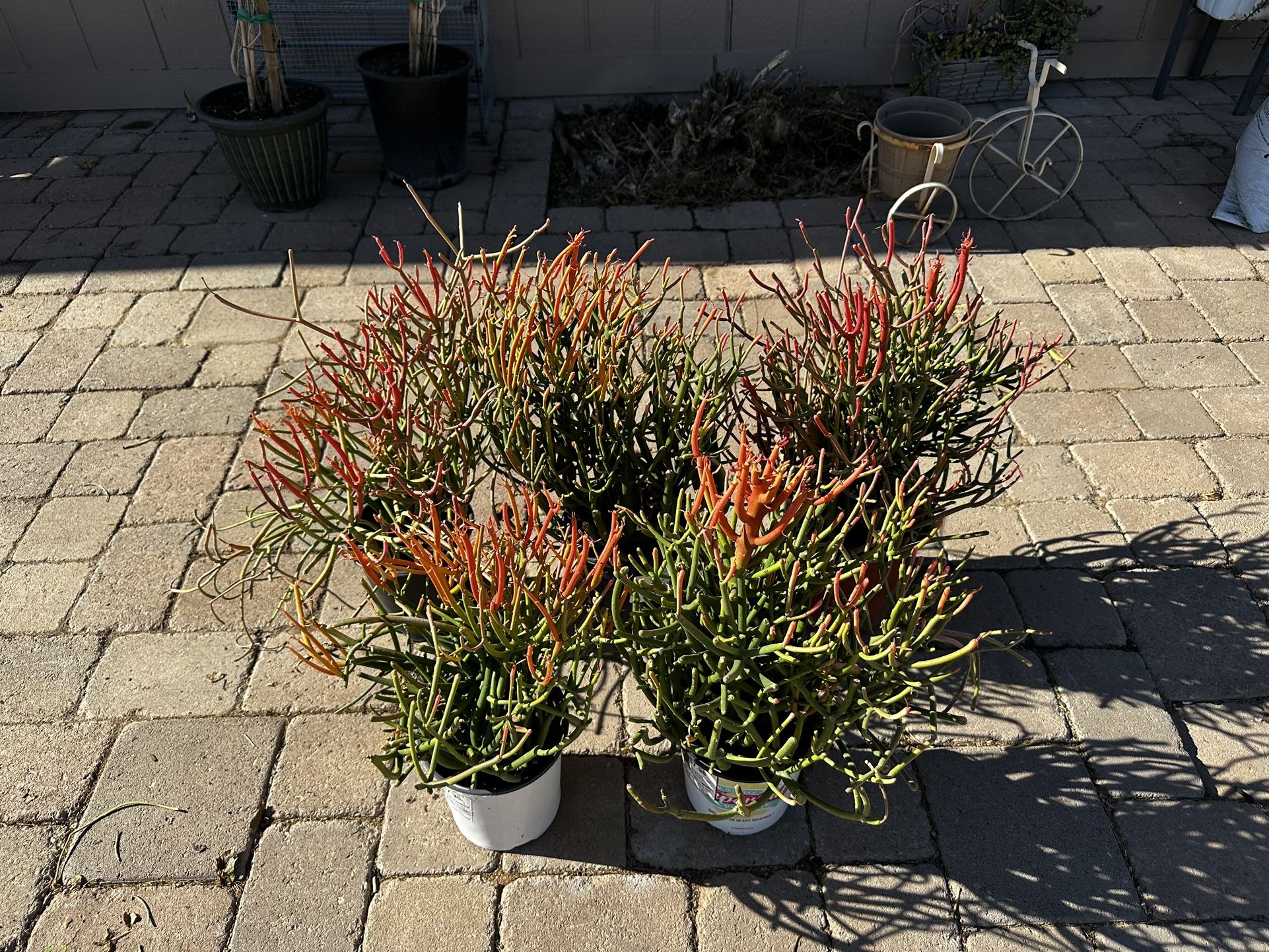 Fully Rooted 1G Firestick Succulent Cactus