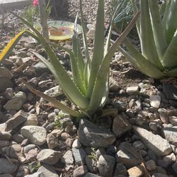 Aloe Vera Plants