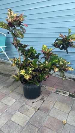 Croto plant in 7 gallons very nice color Croto plant in 7 gallons very nice color