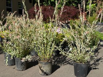 Dappled ‘Nishiki’ Willow bushes —