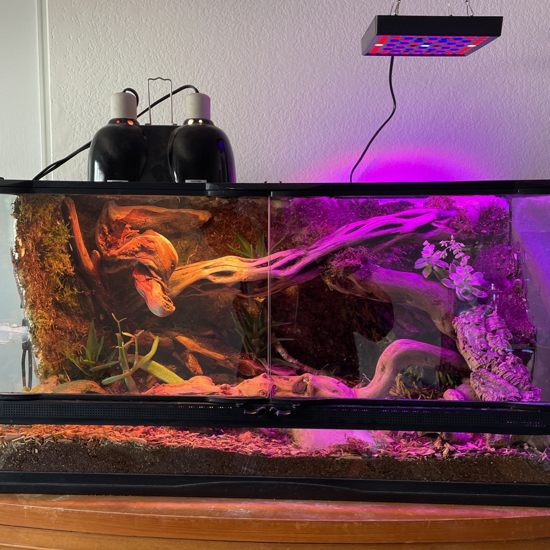 40 Gallon Custom Leapord Gecko Enclosure