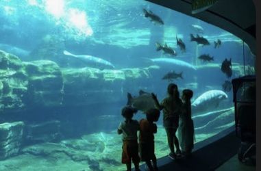 SeaWorld!!!!!and More!!!