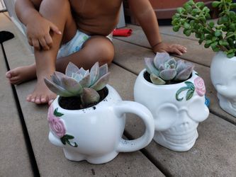 Succulents day of the dead plant