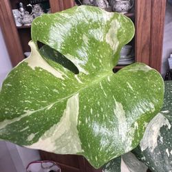 Monstera thai Constellation 