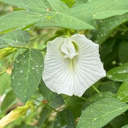 TAKE ALL 10 MIX WHITE & BLUE Butterfly pea seedlings 🌱 