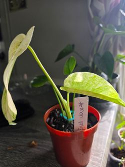 Monstera - Mint